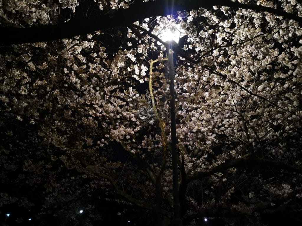 名城公園 お花見ケータリング