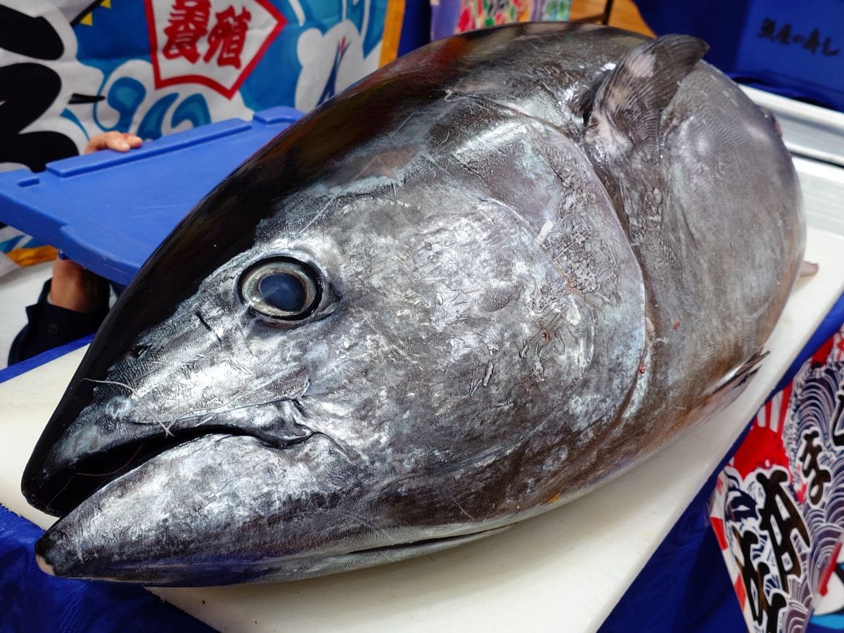 名古屋でマグロ解体ショーを行っているレモンケータリングの本マグロ画像